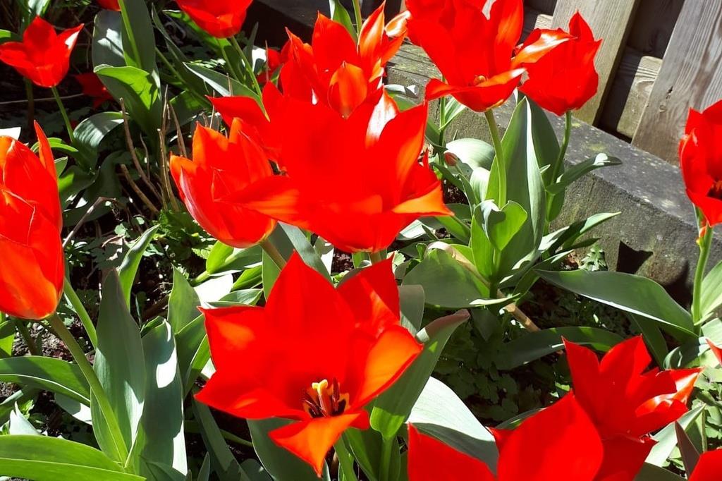 Tulipa Ingens - BIO-1