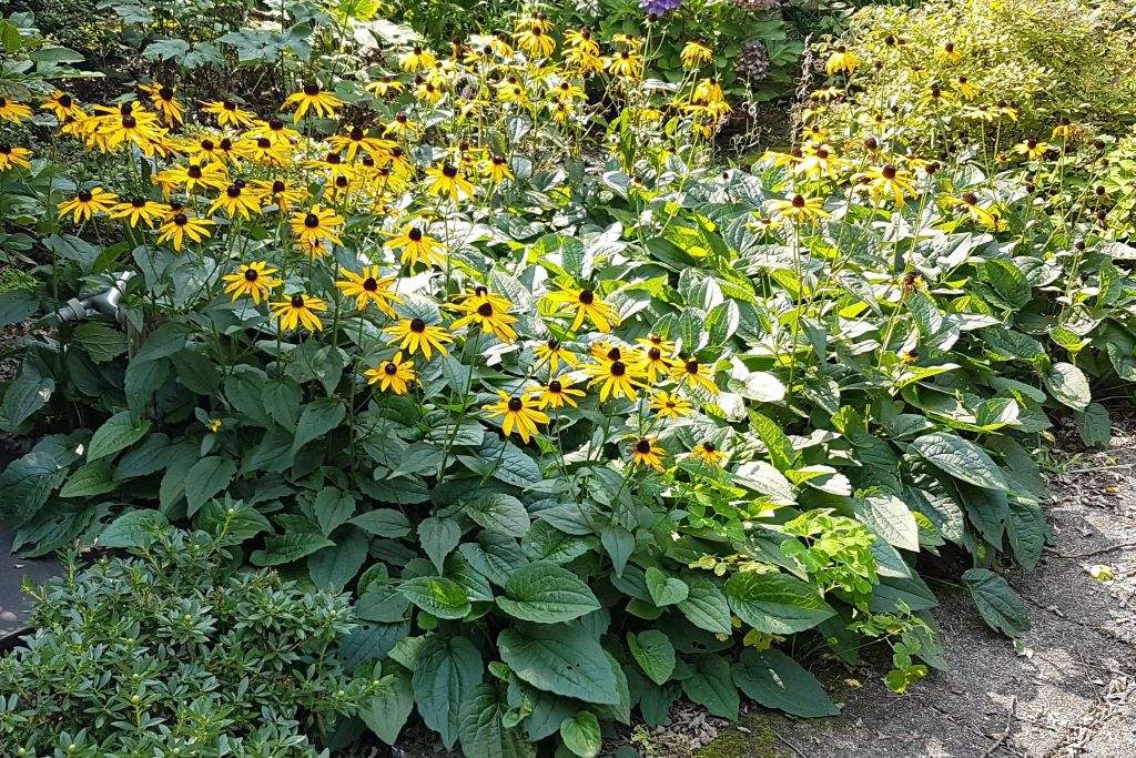 Rudbeckia 'Goldsturm' - BIO-1