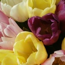 Tulipa Flag Mix-1