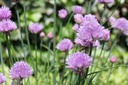 Allium schoenoprasum- BIO-1