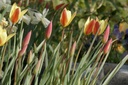 Tulipa clusiana Taco - BIO-1