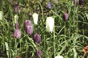 Fritillaria Meleagris - BIO -1