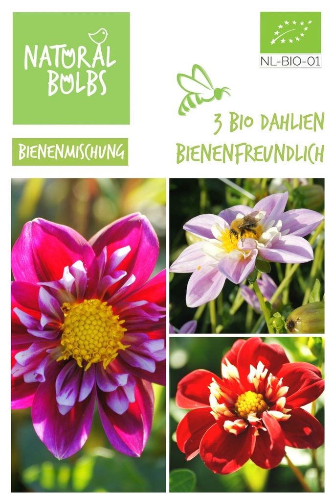 Dahlia Bijentas 3 ST - BIO-1