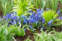 Scilla Siberica - BIO -4