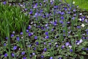 Anemone blanda blauw - BIO -5