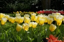 Tulipa Sweetheart - BIO