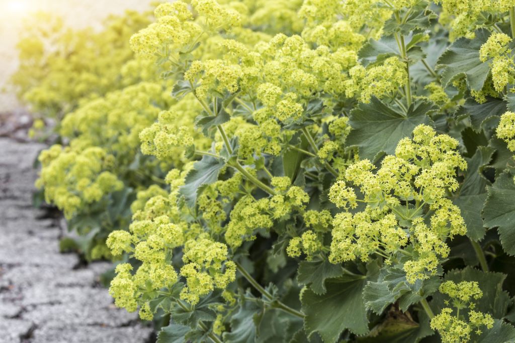 Alchemilla mollis - BIO