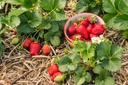 Fragaria 'Ostara' - BIO