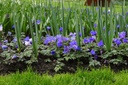 Anemone Blanda - BIO