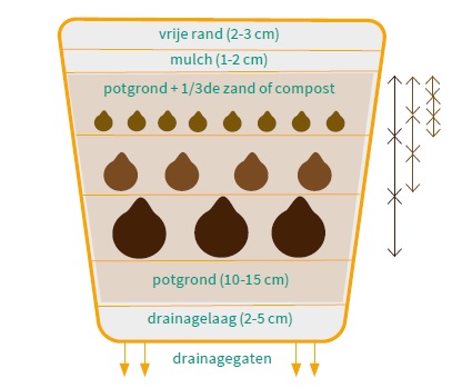 Bollenlasagne Velt - BIO