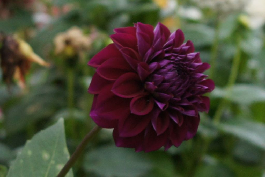 Dahlia Arabian Night - BIO