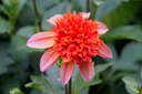 Dahlia Totally Tangerine - BIO