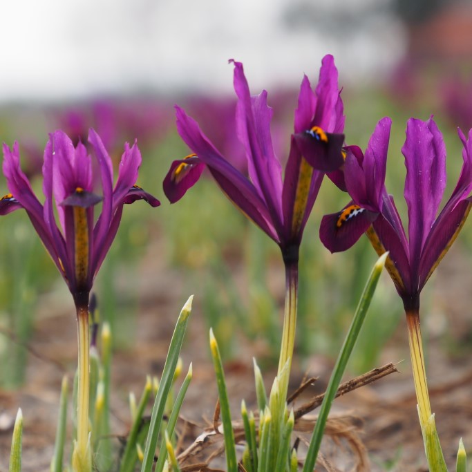 Iris Reticulata J.S. Dijt - BIO