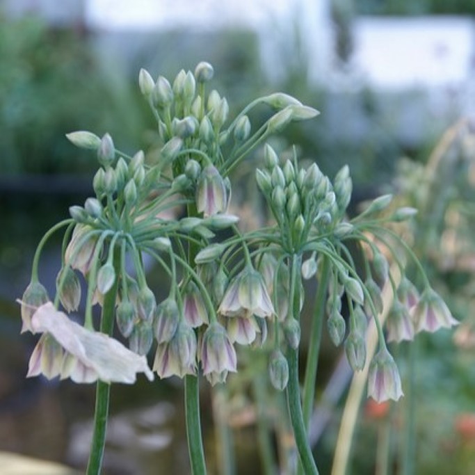 Nectaroscordum Bulgaricum - BIO