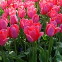 Tulipa Design Impression - BIO