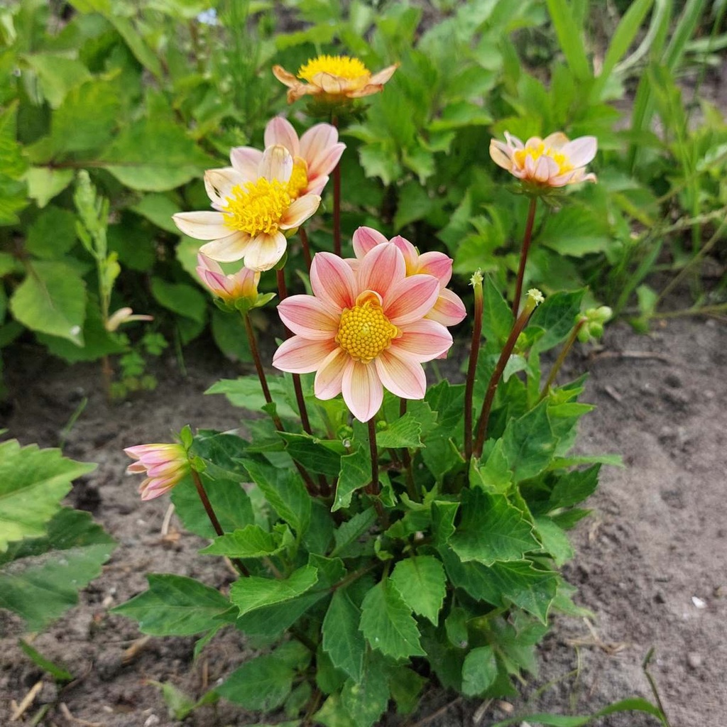 Dahlia Topmix Apricot - BIO