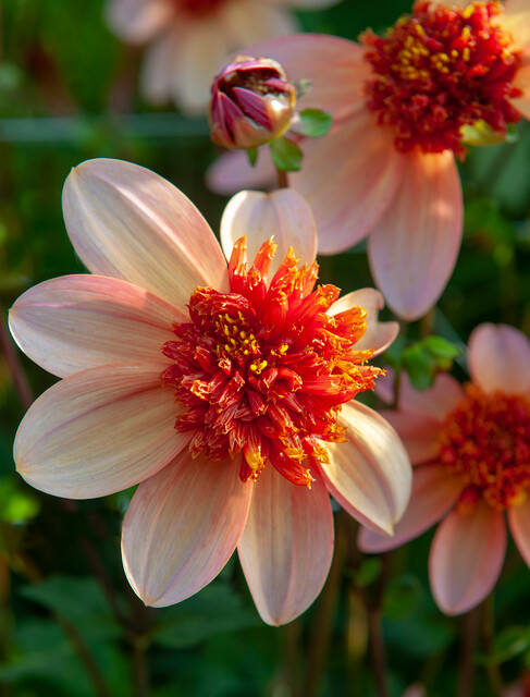 Dahlia Totally Tangerine - BIO