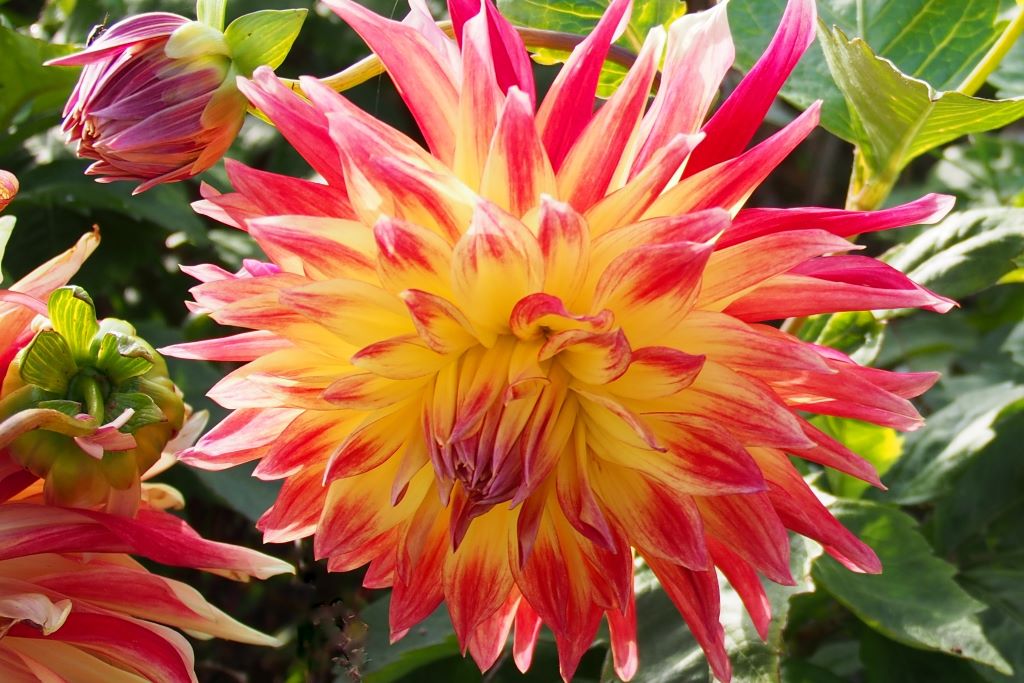 Dahlia Manhattan Island - BIO