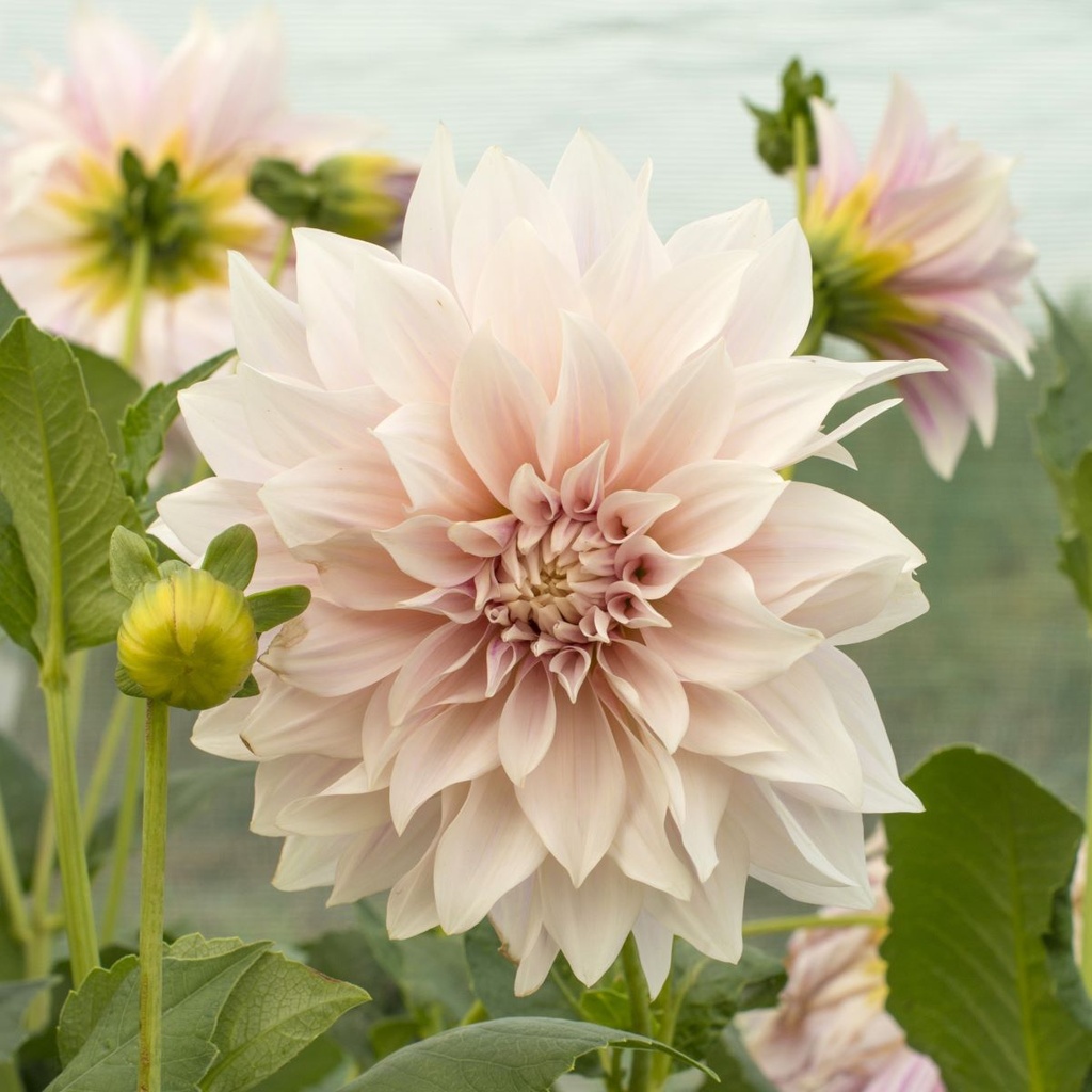 Dahlia Café au Lait - BIO