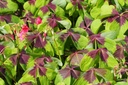 Oxalis deppei Iron Cross - BIO 