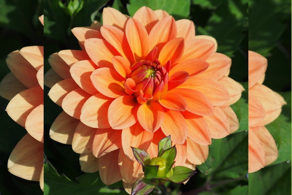 Dahlia Summer Flame - BIO