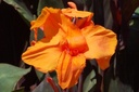 Canna oranje - BIO