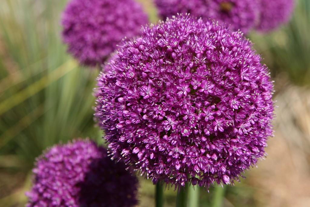 Allium Gladiator - BIO