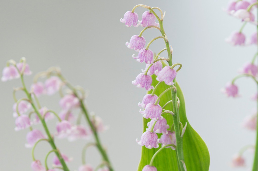 Convallaria Rosea - BIO