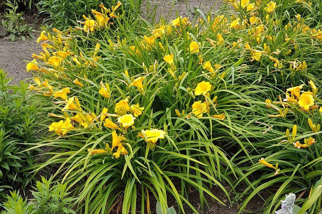 Hemerocallis 'Stella d'Oro - BIO