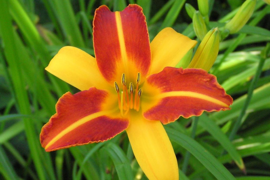 Hemerocallis 'Frans Hals' - BIO