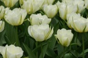 Tulipa Exotic Emperor - BIO