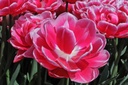 Tulipa Columbus - BIO