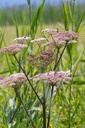 Eupatorium cannabinum- BIO