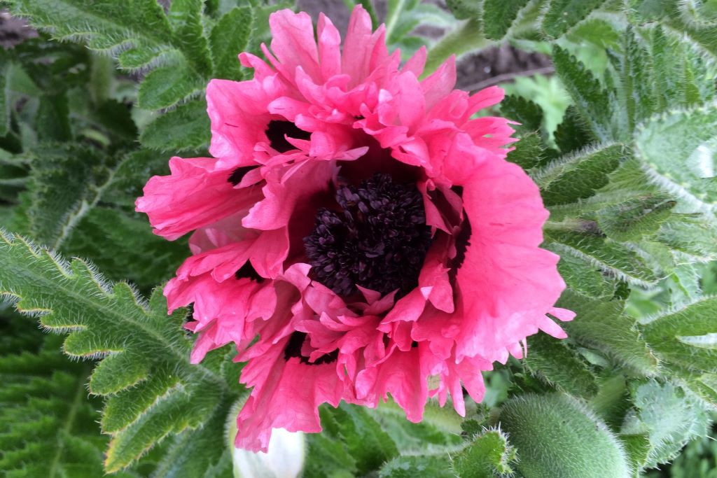 Papaver orientale 'Pink Perfection'- BIO