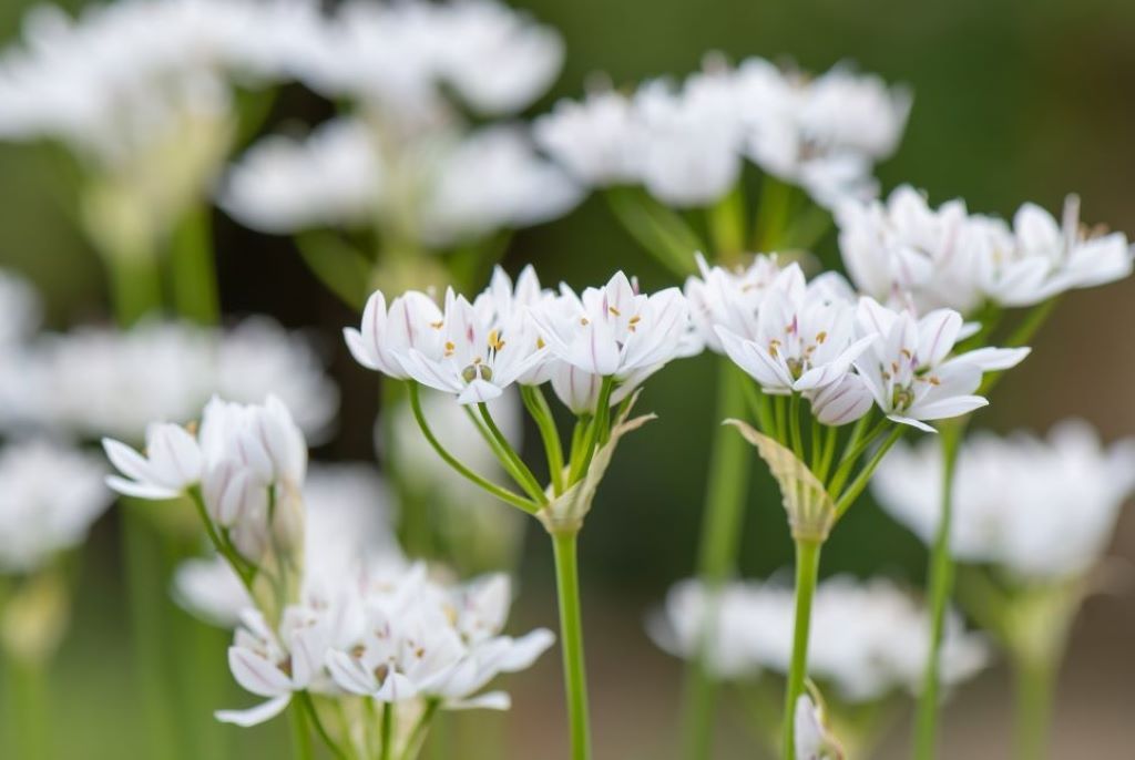 Allium neapolitanum - BIO