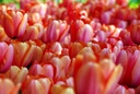 Tulipa Apricot Impression - BIO