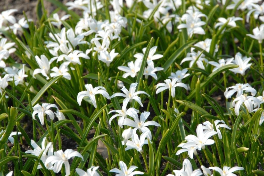 Chionodoxa Alba - BIO 