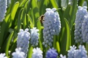 Muscari Valerie Finnis - BIO