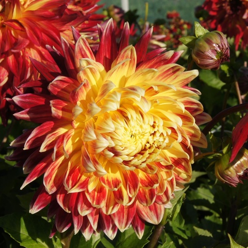 [B1012-1] Dahlia Manhattan Island - BIO (1 bol)