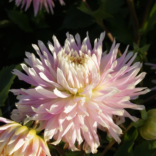 [B1010-1] Dahlia Kiev - ORG (1 bulb)