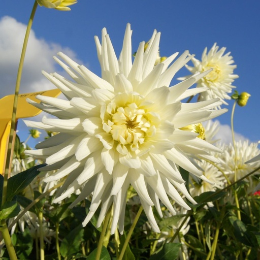 [B1014-1] Dahlia My Love - BIO (1 løg)