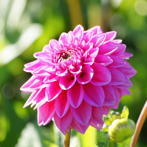 [B1016-1] Dahlia Sandra - BIO (1 bulb)