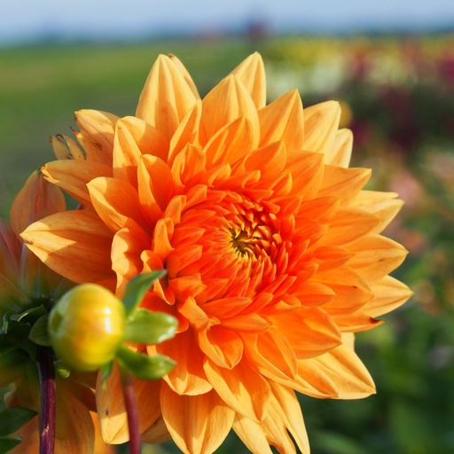 [B1018-1] Dahlia Summer Flame - BIO (1 bulb)