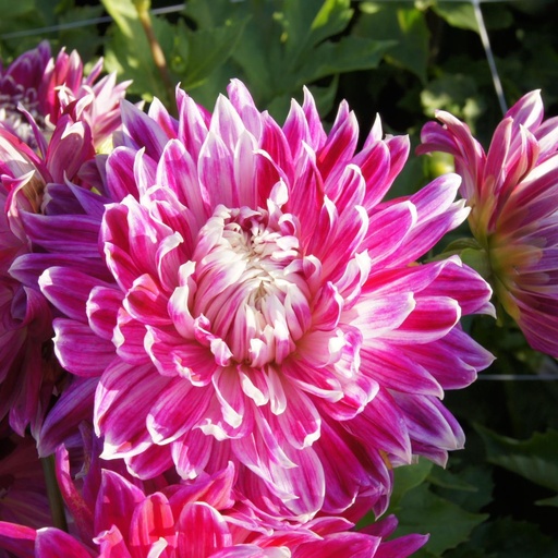 [B1020-1] Dahlia Vancouver - ORG (1 bulb)