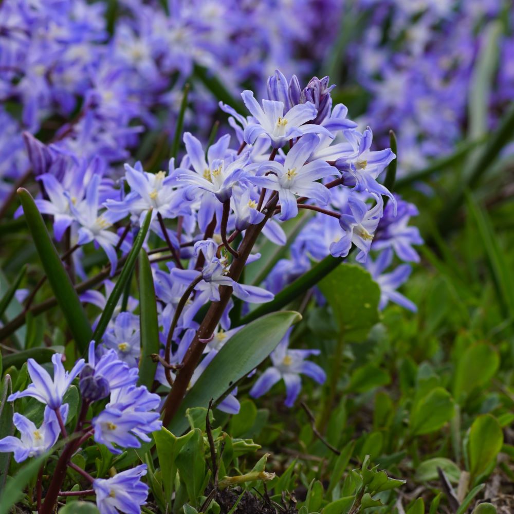 
Chionodoxa Blue Giant - BIO