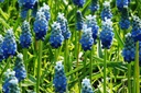 Muscari Lady Blue - BIO