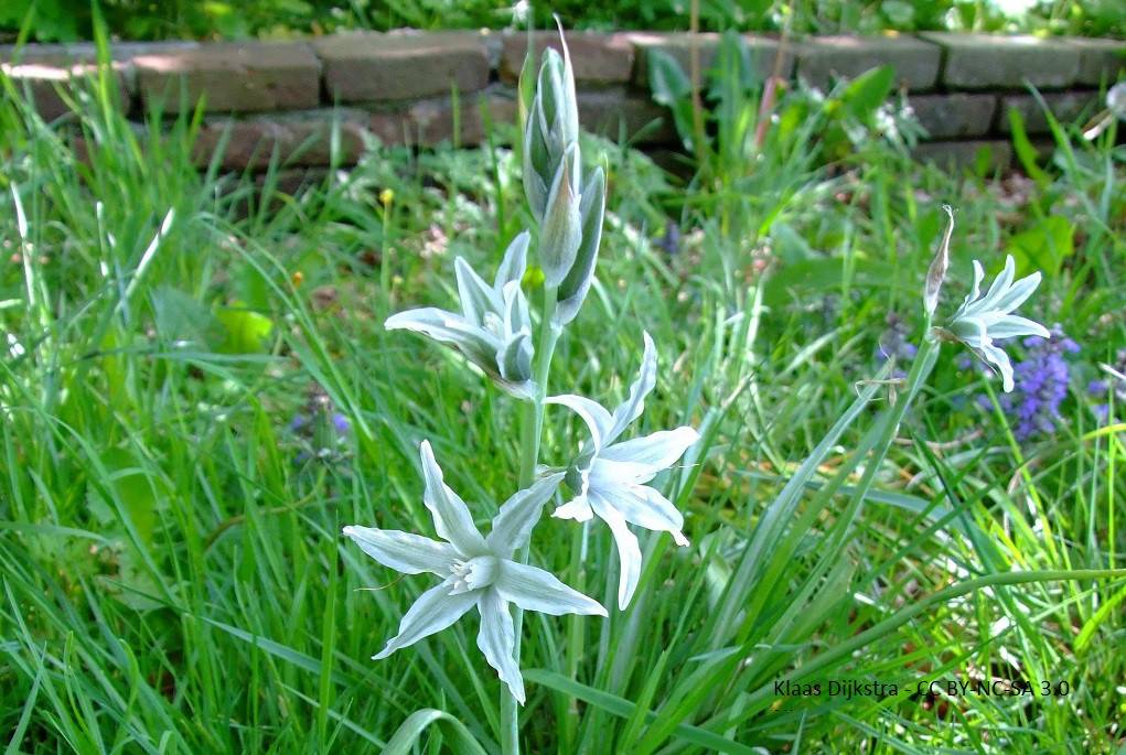 Ornithogalum Nutans - BIO