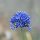 Allium Azureum - Sierui - BIO