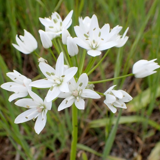 [A9057-15] Allium Neapolitanum - BIO (15 løg)