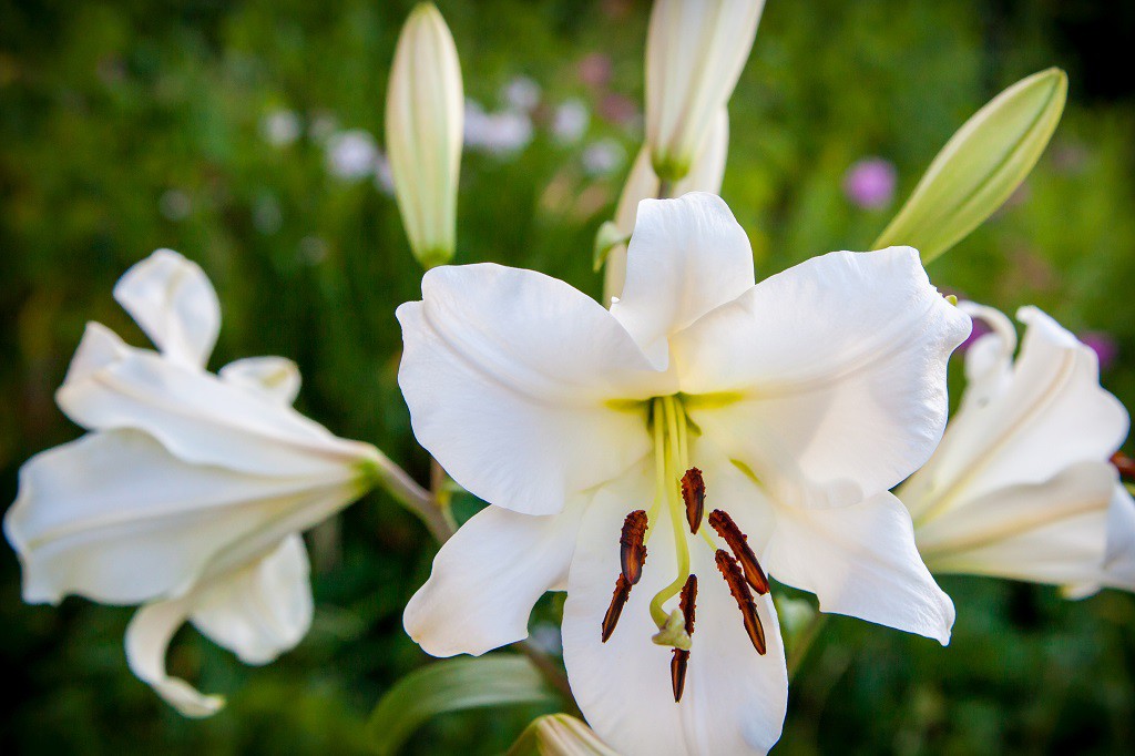 Lilium OT Zambesi - BIO